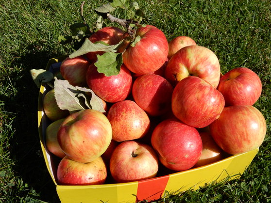 Five lessons from an apple picker